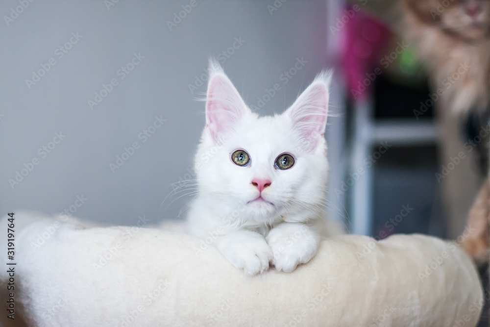 Portrait of a white maine coon kitty lying at a bed on gray background, paying attention