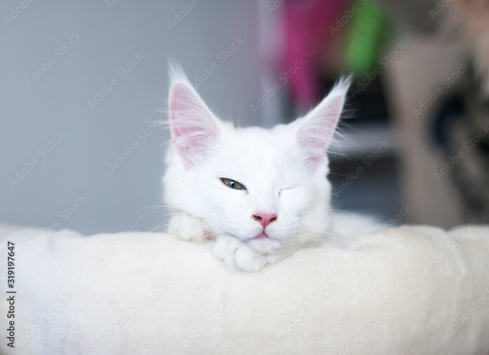 Portrait of a white maine coon kitty lying at a bed on gray background, wink with one eyes open