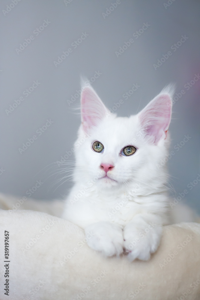 Portrait of a white maine coon kitty lying at a bed on gray background