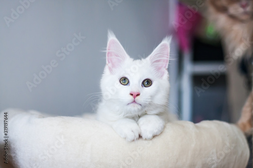 Fototapeta Naklejka Na Ścianę i Meble -  Portrait of a white maine coon kitty lying at a bed on gray background, paying attention