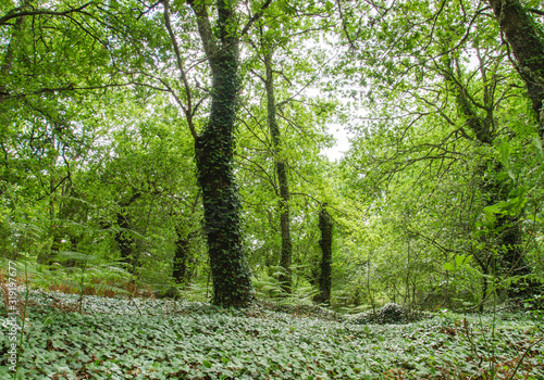 Fototapeta Naklejka Na Ścianę i Meble -  Green spring in deciduous woodland with ivy floor