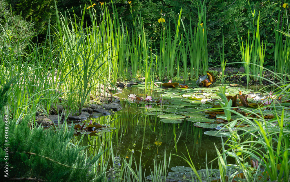 Φωτογραφία Magic of nature with pink water lilies or lotus flowers Marliacea Rosea