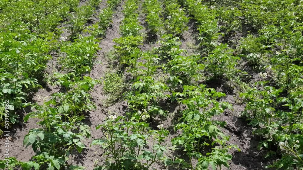 young bushes of potatoes in the garden grow in black soil even the beds young bushes of potatoes in the garden grow in black soil even the beds