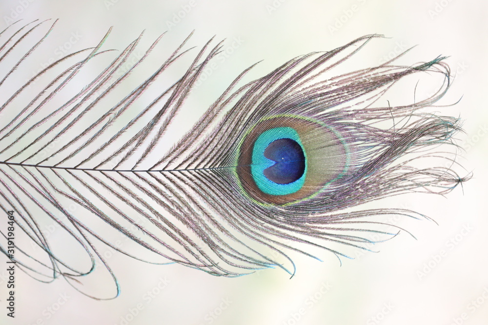 Obraz premium side view of birds feathers, peacock