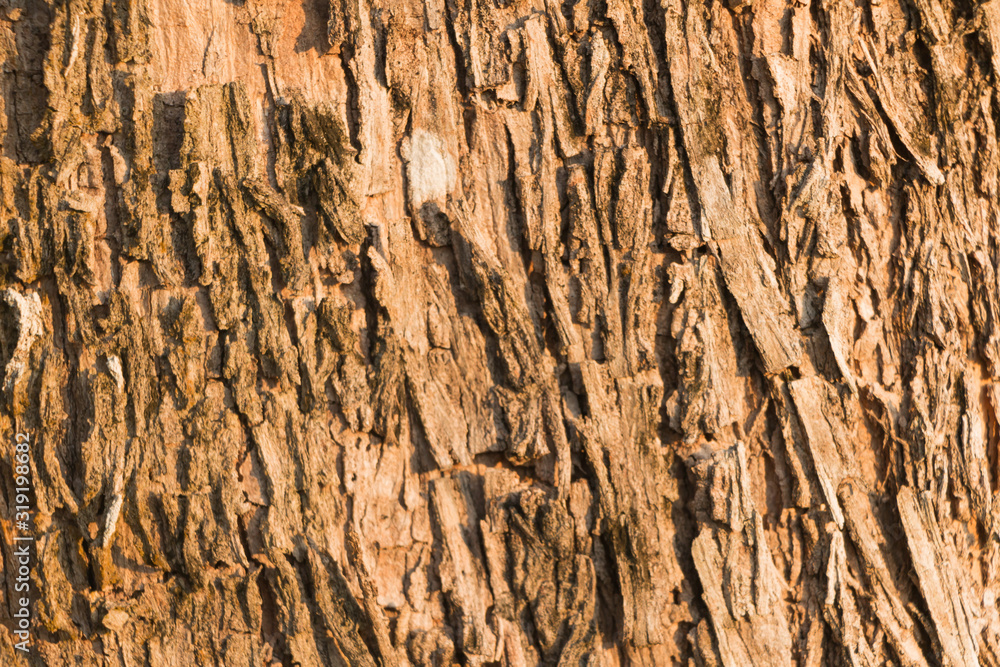 The tree bark wood hard texture background The tree bark wood hard texture background