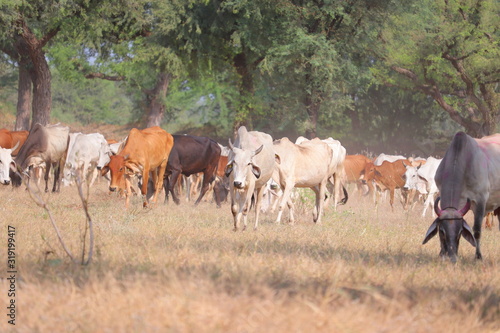 group of cows in autumn ,jaipur