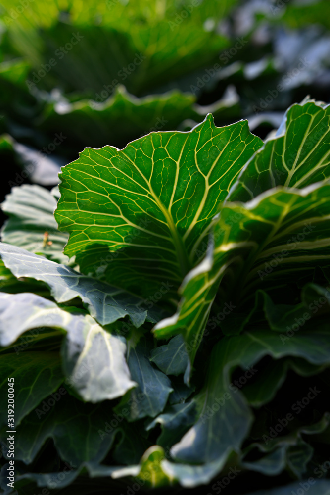 close up fresh green lettuce leaf . close up fresh green lettuce leaf .