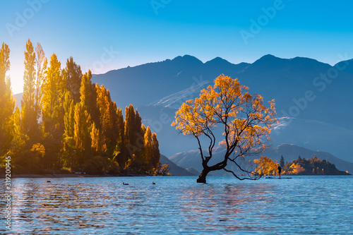 Beautiful tree inside the Lake Wanaka, New Zealand.