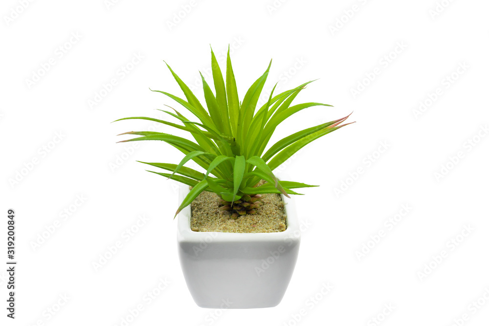 Green plant on a white background in a white pot, isolated. Green plant on a white background in a white pot, isolated.