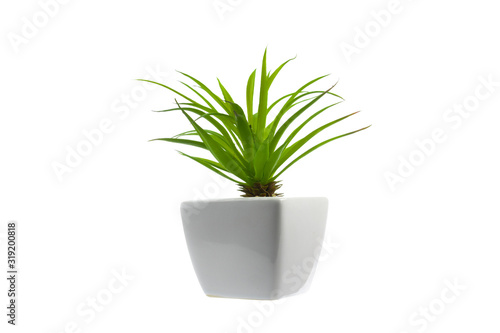 Green plant on a white background in a white pot  isolated.