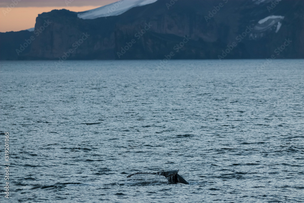 Fototapeta premium Humpback whale diving,Megaptera novaeangliae,Antártica.