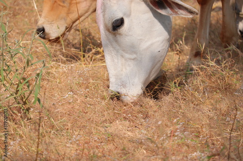 portrait of cow ,jaipur