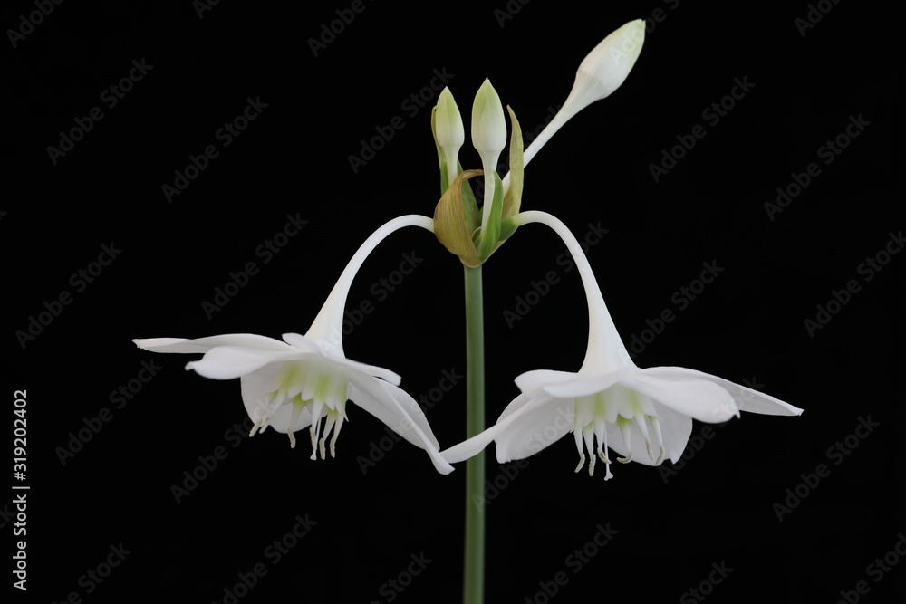 Obraz premium White flower of the Amazon Lily on a black background close-up.