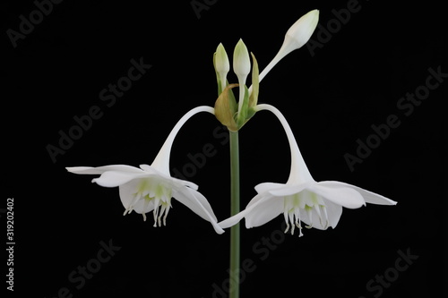 Fototapeta Naklejka Na Ścianę i Meble -  White flower of the Amazon Lily on a black background close-up.