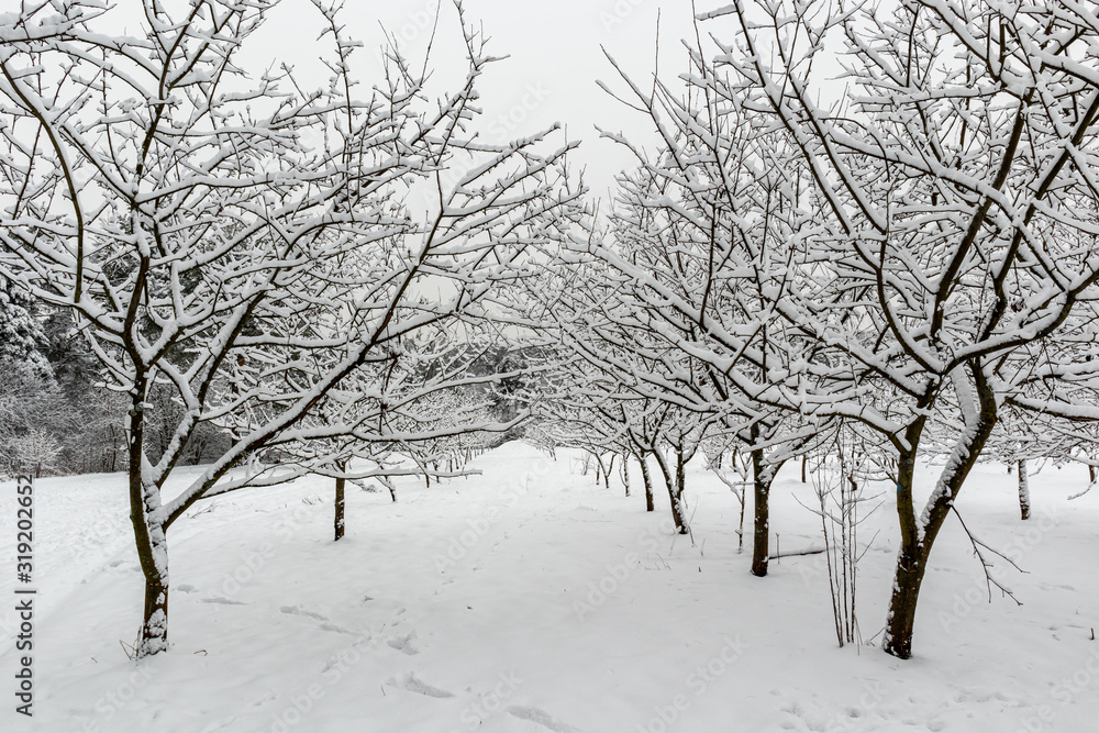 Obraz premium Winter walk in the Meshchersky park in Moscow