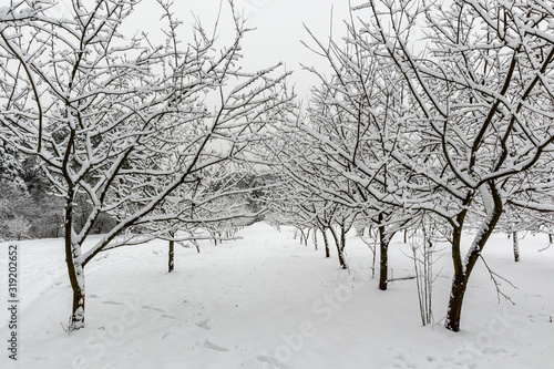 Winter walk in the Meshchersky park in Moscow photo