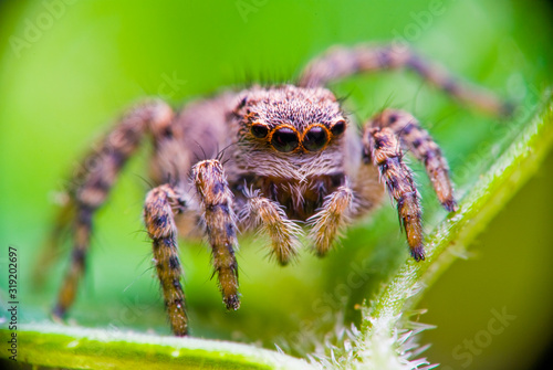 Jumping spider in nature on colorful background