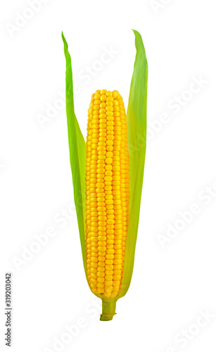 Corn ear isolated on white background with clipping path
