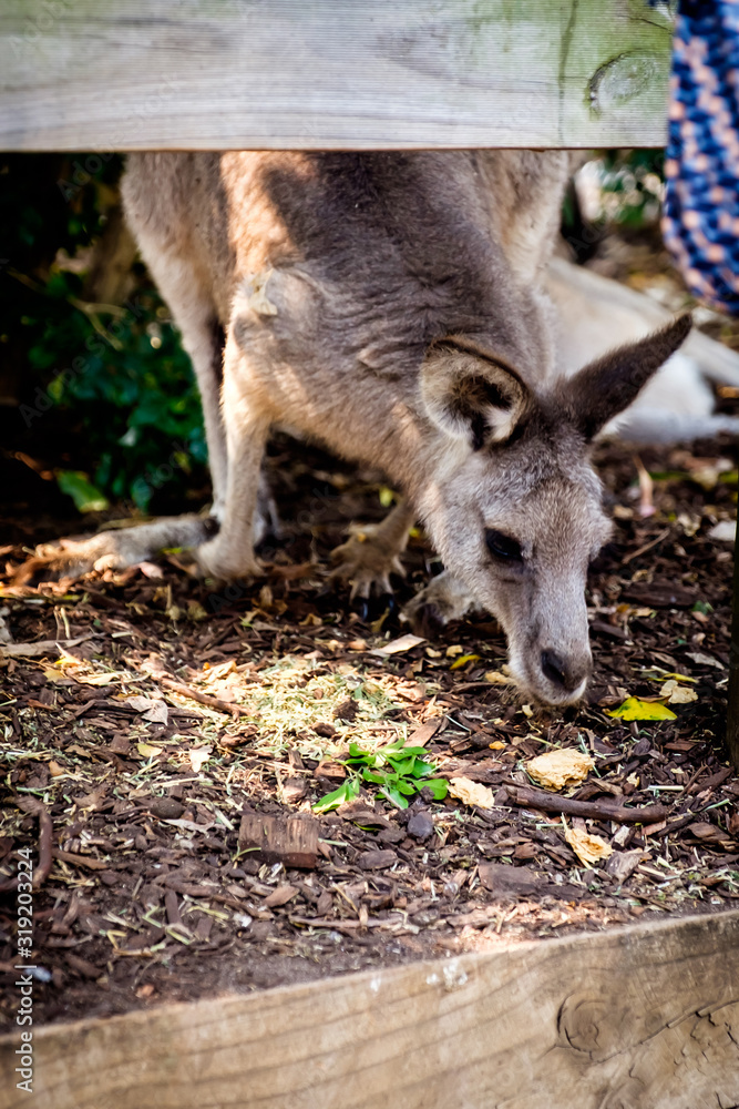 Fototapeta premium An adult kangaroo was eating foods by himself in an Australian zoo