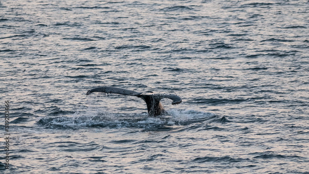 Fototapeta premium Humpback whale diving,Megaptera novaeangliae,Antártica.