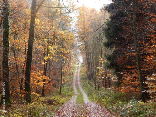 Weg durch ein Wald im Herbst