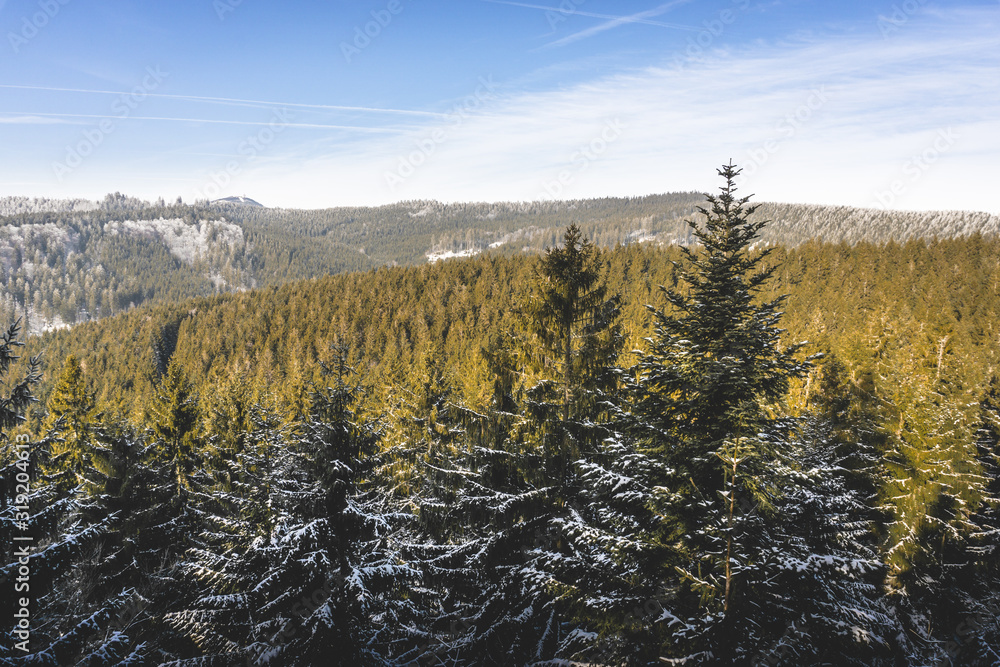 view of forest in winter mountains view of forest in winter mountains