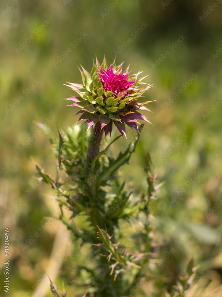 Thistle flower on an unfocused background Thistle flower on an unfocused background