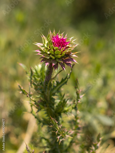 Thistle flower on an unfocused background