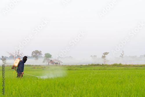 farmer spraying pesticide in the green rice field