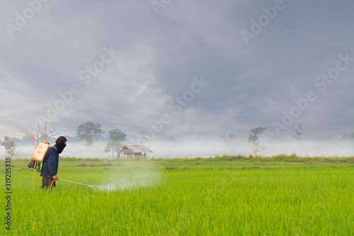 farmer spraying pesticide in the green rice field