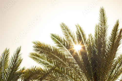 palm leaves in bright sunny light tropic south scenery landscape environment nature background