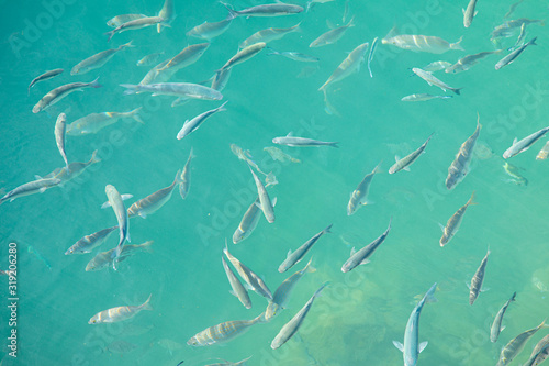 Shoal of fish in seawater, many sea fishes top view, free in the sea, sea fishes on the water surface, on the surface of the sea water aquamarine azure reflection turquoise blue abstract background