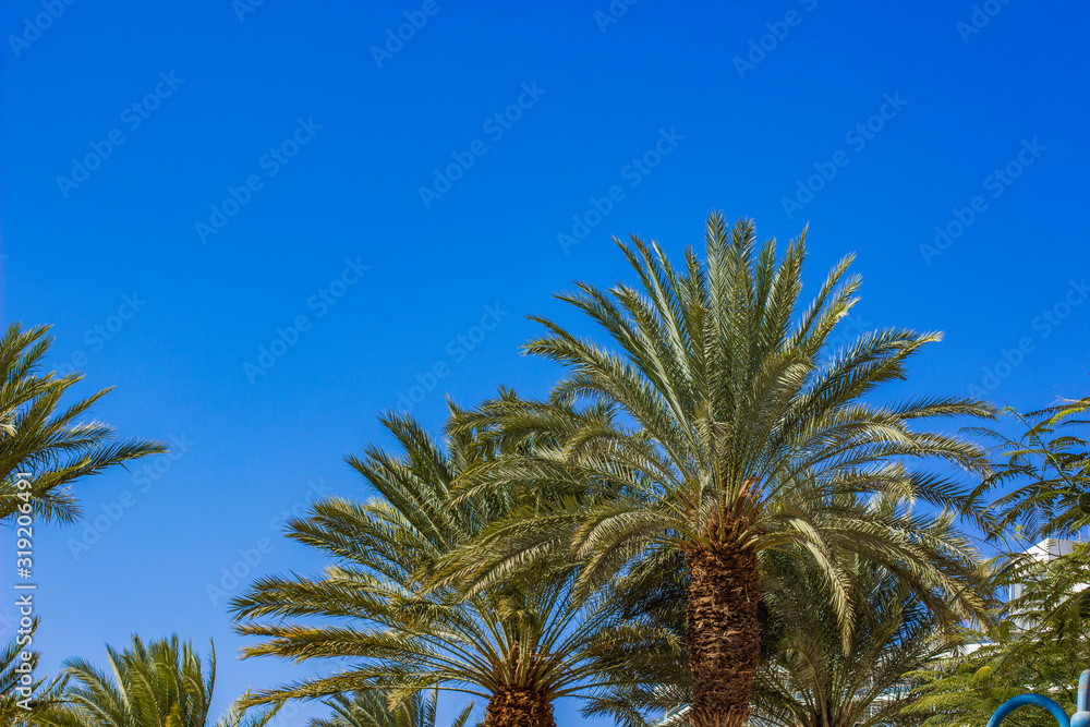 tropic Asian nature landscape palm trees on vivid blue sky background wallpaper scenic view in summer time sunny weather day with empty copy space for your text here tropic Asian nature landscape palm trees on vivid blue sky background wallpaper scenic view in summer time sunny weather day with empty copy space for your text here