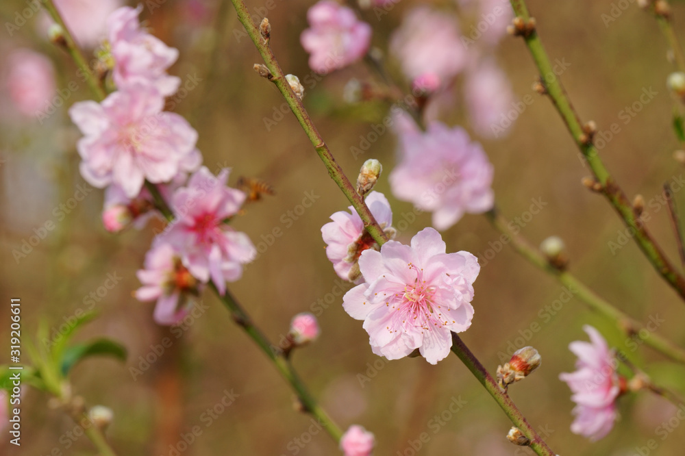 Peach blossoms bloom in the garden. Sign of spring Peach blossoms bloom in the garden. Sign of spring