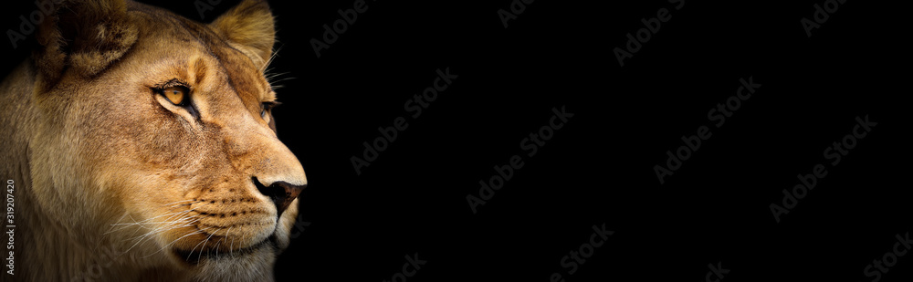 Obraz premium lioness colour wallpaper