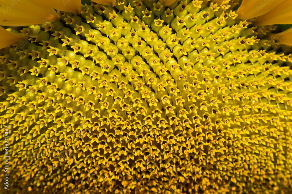 macro pattern flower of sunflower blossom blooming in morning macro pattern flower of sunflower blossom blooming in morning