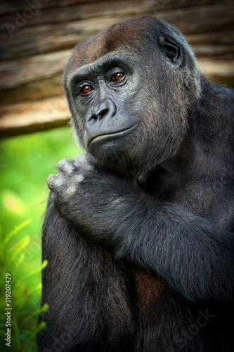 Poster female gorilla. © denisapro