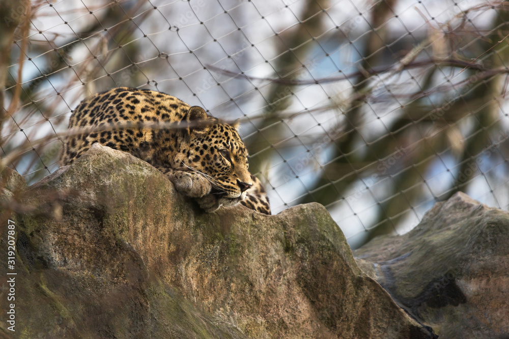 Obraz premium a leopard in a cage