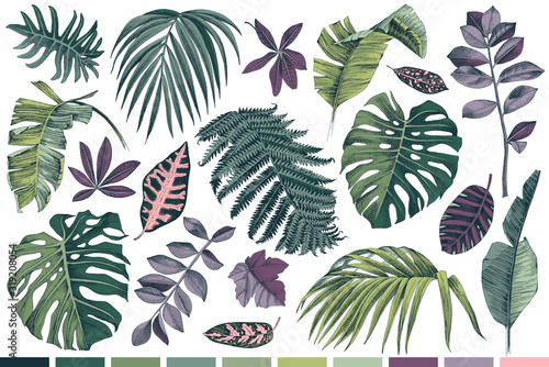 Hand drawn set of tropical leaves and plants