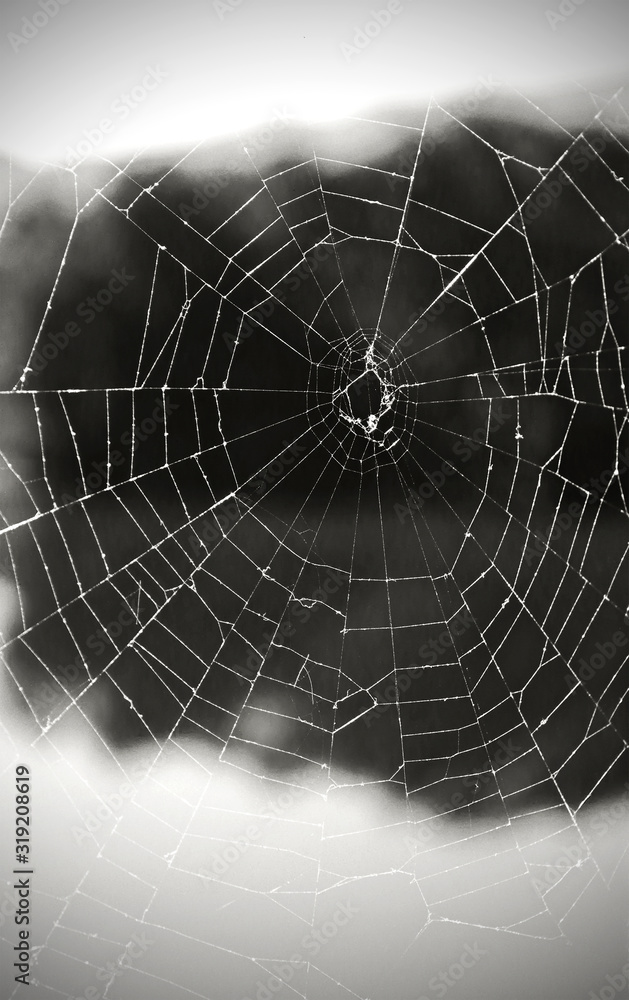 Obraz premium A spider web in nature