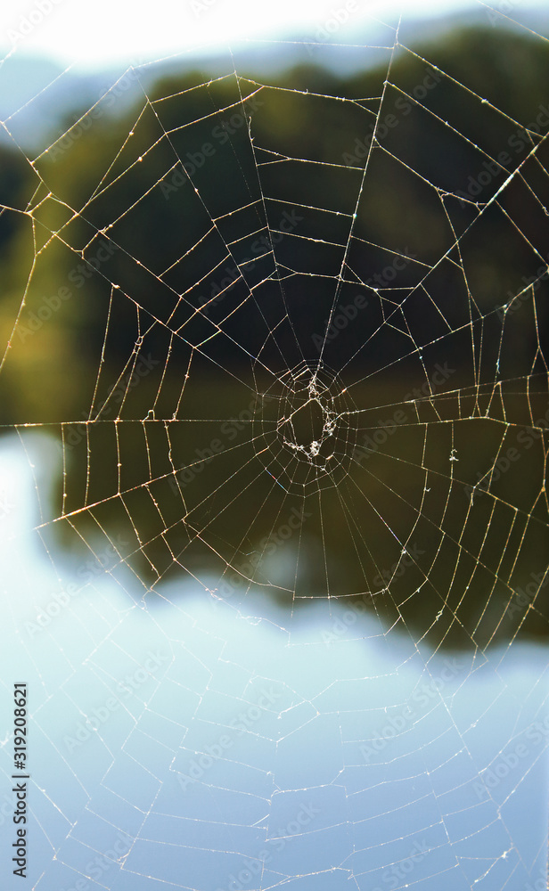 Fototapeta premium A spider web in nature