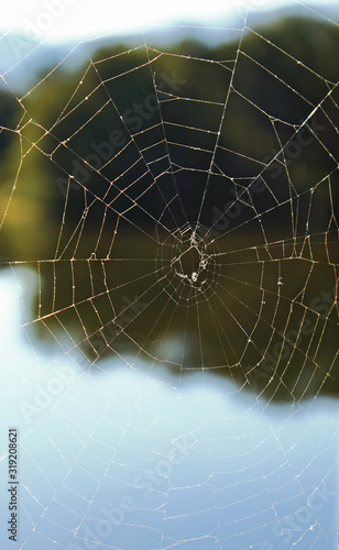  A spider web in nature