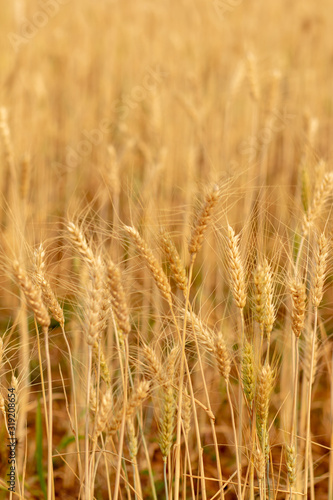 Wheat crop field. Ears of golden wheat close up. Ripening ears of wheat field background. Rich harvest Concept. © Golden House Images