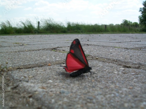 butterfly Sint-Jacobsvlinder