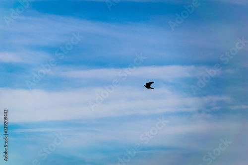 Pajaro
