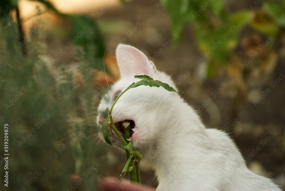 Cute white kitten outdoor in nature