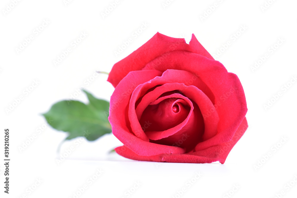 red rose flower on isolated on white background red rose flower on isolated on white background