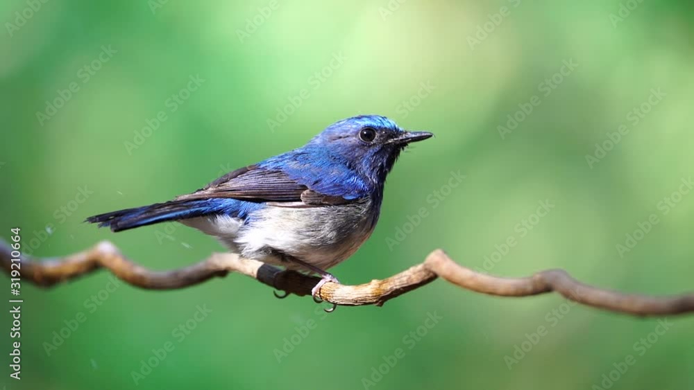 Hainan Blue Flycatcher, Grant's Blue Flycatcher bird perched on a branch.(Scientific Name : Cyornis hainanus) Hainan Blue Flycatcher, Grant's Blue Flycatcher bird perched on a branch.(Scientific Name : Cyornis hainanus)