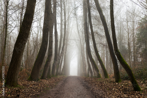 Forest walk during a misty morning in the Palingbeek in Zillebeke - Ypres.