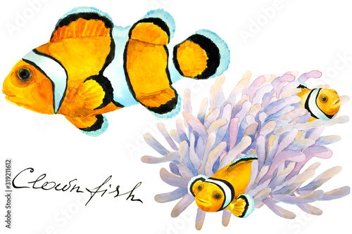  Tropical reef fish Clownfish and anemone  hand drawn watercolor illustration.